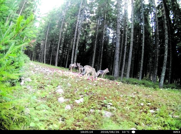 In der Fotofalle: Neues Wolfsrudel in NÖ bestätigt