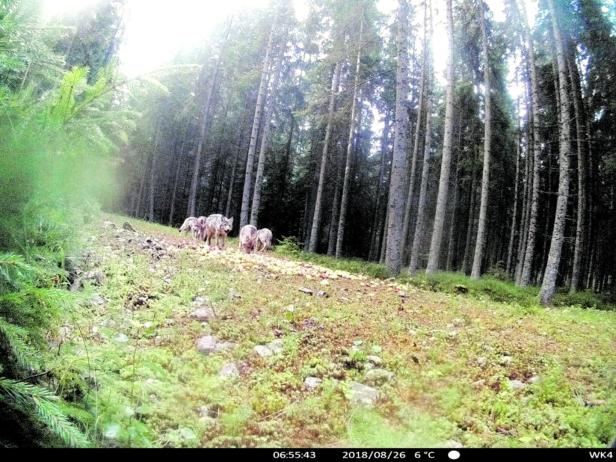In der Fotofalle: Neues Wolfsrudel in NÖ bestätigt