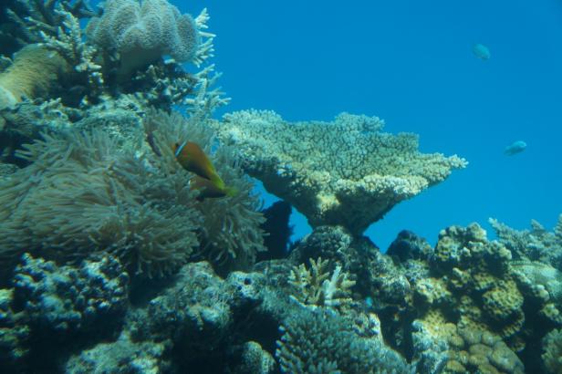 Korallen-Patin im Inselparadies