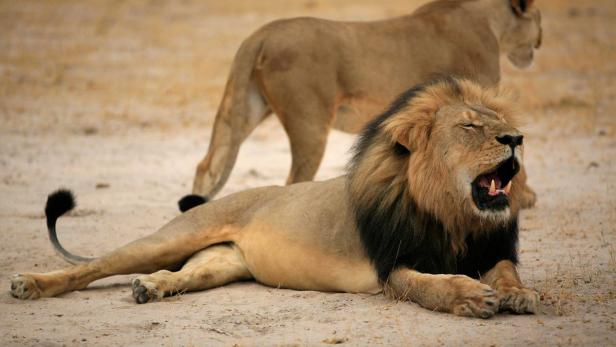 Zahnarzt, der Löwe Cecil tötete, will wieder arbeiten