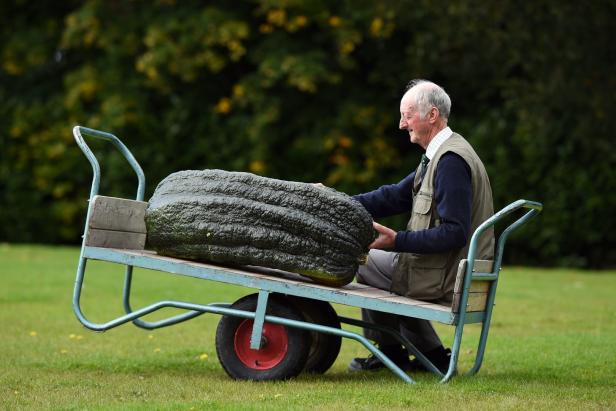 Rekordverdächtiges Gemüse bei britischer Gartenschau