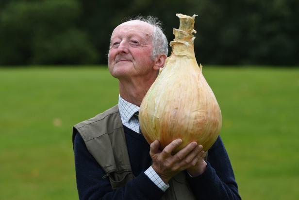 Rekordverdächtiges Gemüse bei britischer Gartenschau