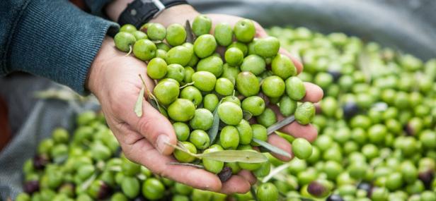 Zehn Jahre Noan-Olivenöl: Erfolgsgeschichte mit sozialer Ader