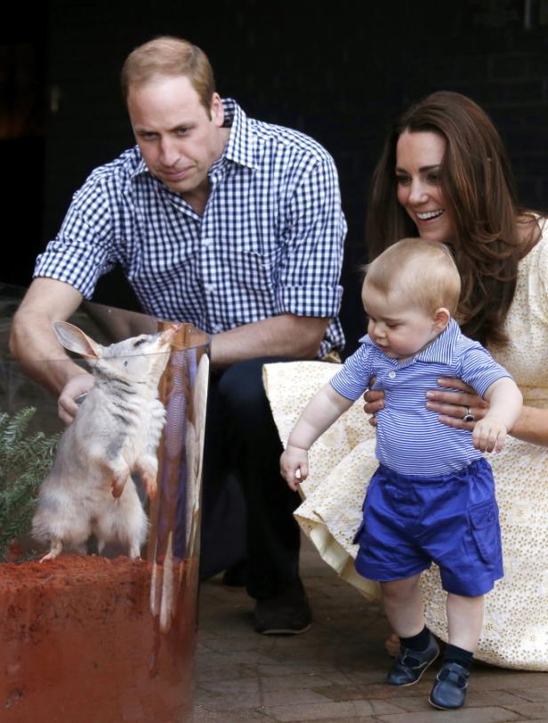 Prinz William, Kate Middleton und Prinz George beobachten ein Bilby im Zoo.
