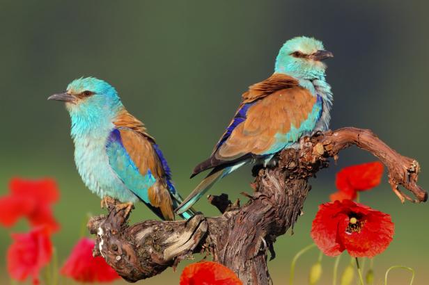 Vogelsterben: Diese Arten werden in Österreich immer seltener