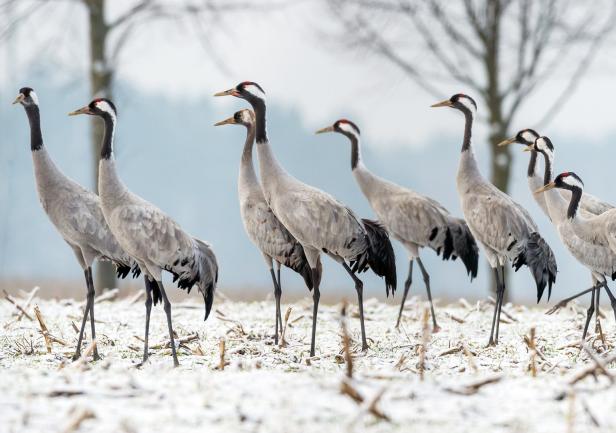 Vogelsterben: Diese Arten werden in Österreich immer seltener