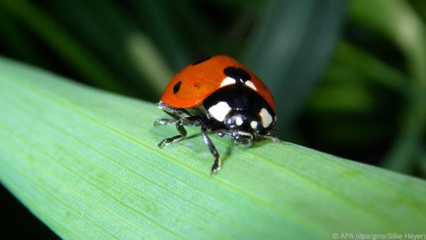 Marienkäfer können manchmal zu Tausenden in die Wohnung ziehen