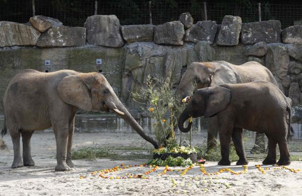 Tiergarten Schönbrunn wieder zum besten Zoo Europas gewählt
