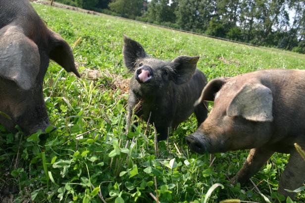 Biofleisch-Pionier Hackl: "Schlachtung kann nie glücklich sein"
