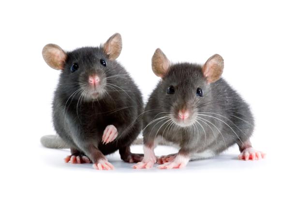 Tierische Spaßvögel: Diese Arten lachen und haben Humor