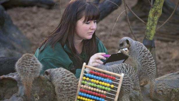 Volkszählung im Londoner Zoo