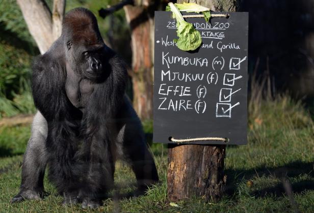 Volkszählung im Londoner Zoo