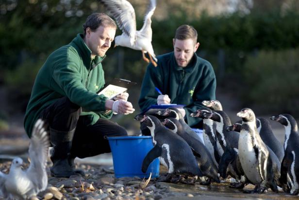 Volkszählung im Londoner Zoo