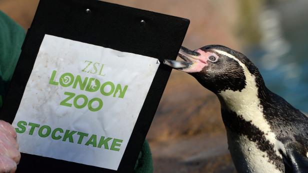 Volkszählung im Londoner Zoo