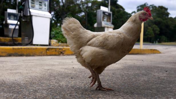 Ein Huhn steht auf einem Parkplatz vor einer Tankstelle.