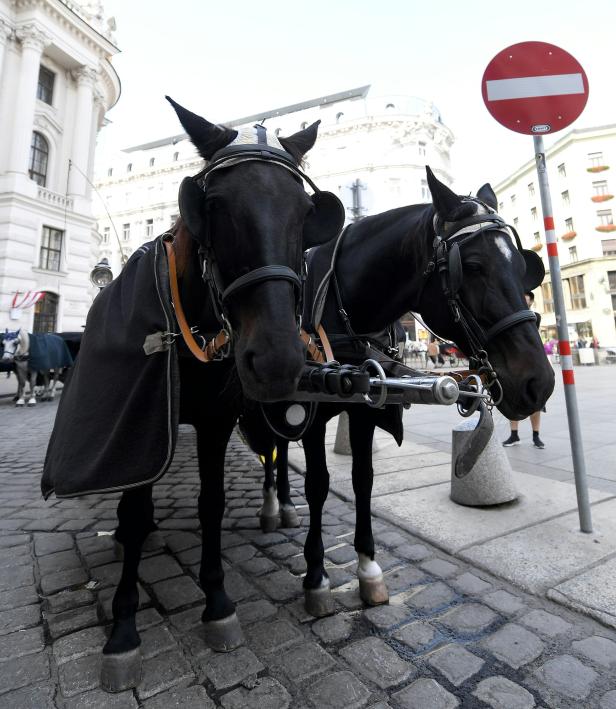 "Fiakergipfel": Werden die Pferde vom Michaelerplatz verbannt?
