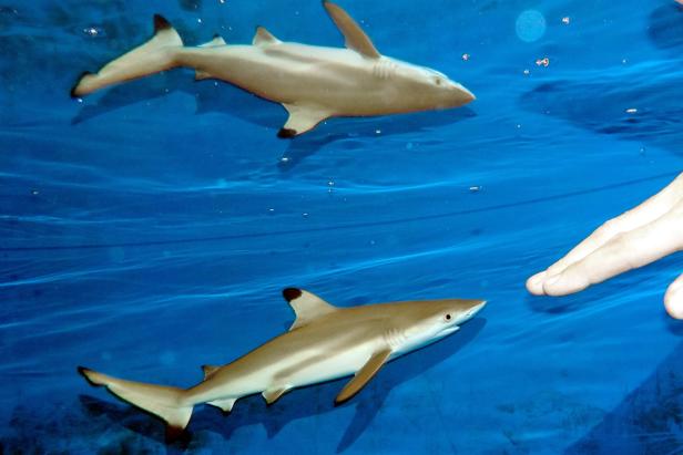 Haus des Meeres: "Sensationelle Haigeburt" vor Besuchern