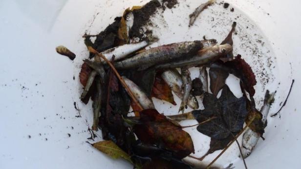 Fischsterben: Chlorlauge in falschen Kanal geleitet