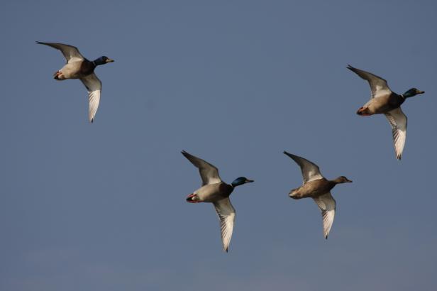 Zugvögel zählen und bestimmen