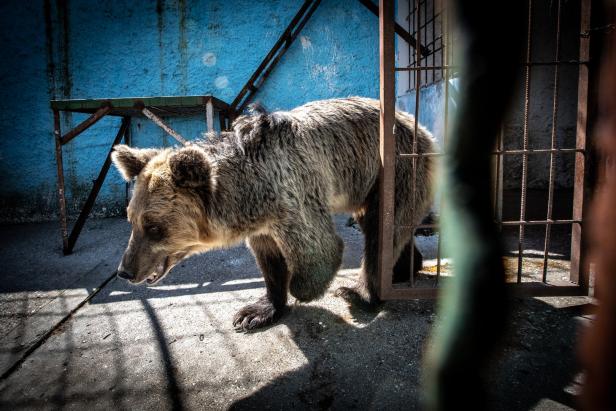 "Schlimmster Zoo Europas": Verwahrloste Wildtiere vor Rettung