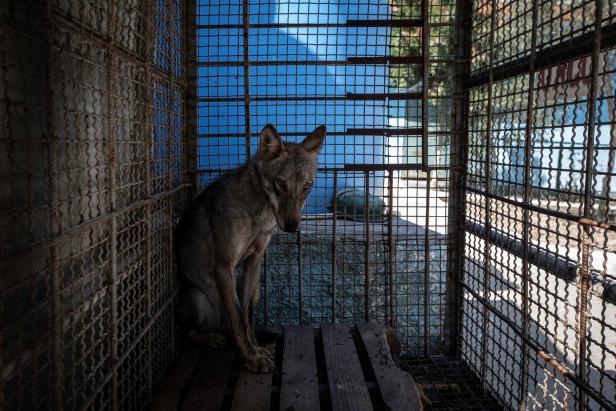 "Schlimmster Zoo Europas": Verwahrloste Wildtiere vor Rettung