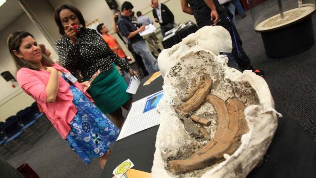 Fossilien in Gips liegen auf einem Tisch, umgeben von Menschen.