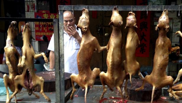 Umstrittenes Hundefleisch-Festival in China: Großer Andrang