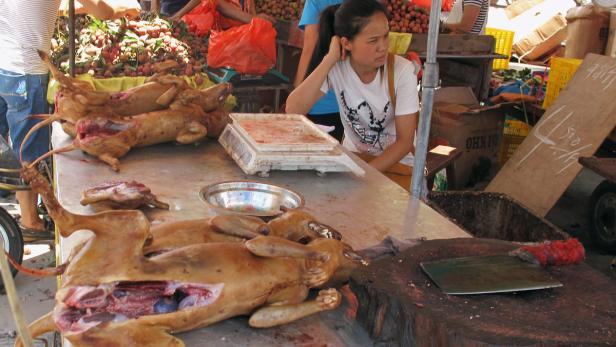Umstrittenes Hundefleisch-Festival in China: Großer Andrang