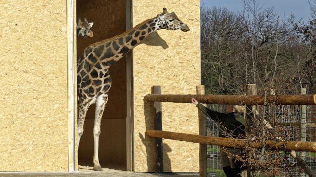 Giraffen lassen es sich in Übergangsquartier gut gehen