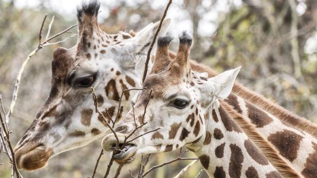 Tiergarten Schönbrunn erneut bester Zoo Europas