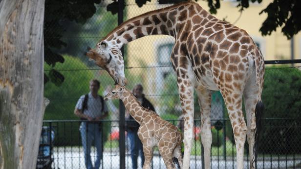 Tiergarten Schönbrunn erneut bester Zoo Europas