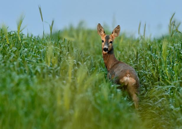 Kommt der Wald unter die Räder?