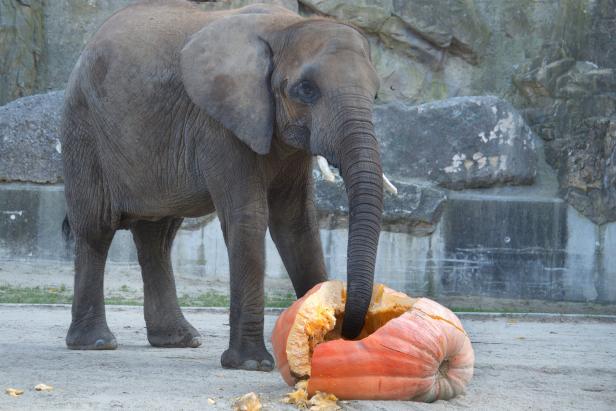 Halloween: Riesenkürbisse für die Schönbrunner Elefanten