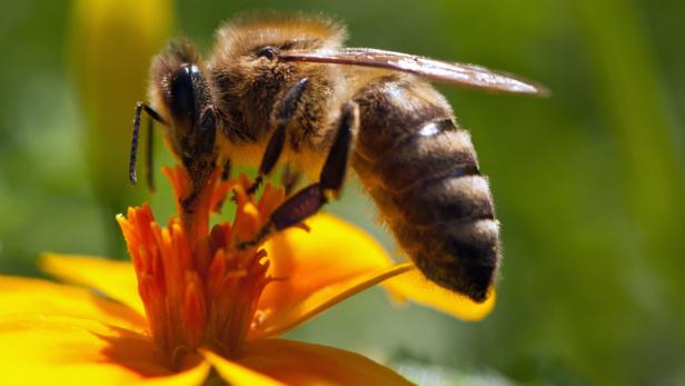 Dauerkälte dezimiert Bienenvölker