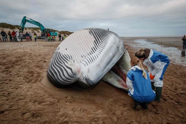 Riesiger Finnwal an belgischer Küste angeschwemmt