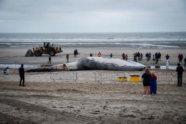 Riesiger Finnwal an belgischer Küste angeschwemmt