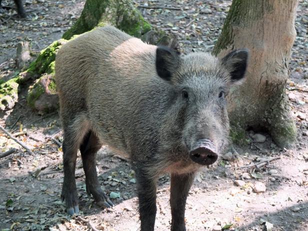 Carnuntum: Pannonische Tropfen und Wildschweine