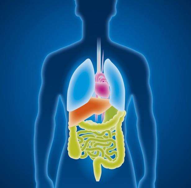 Eine schematische Darstellung des menschlichen Körpers mit inneren Organen wie Lunge, Herz, Leber und Darm.