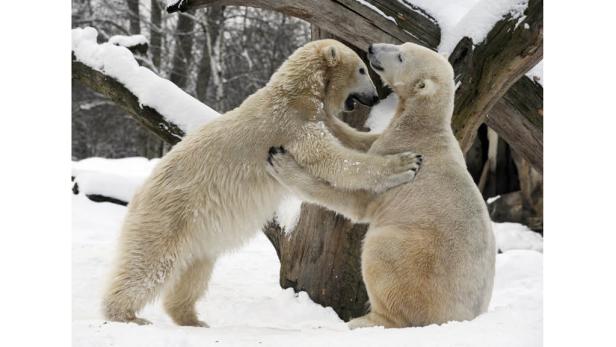 Eisbär Knut hat ein Denkmal