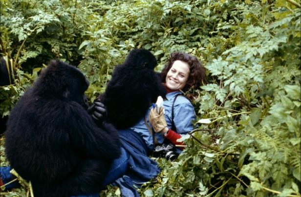 Sigourney Weaver liegt im Grünen, während ein Gorilla auf ihr sitzt.