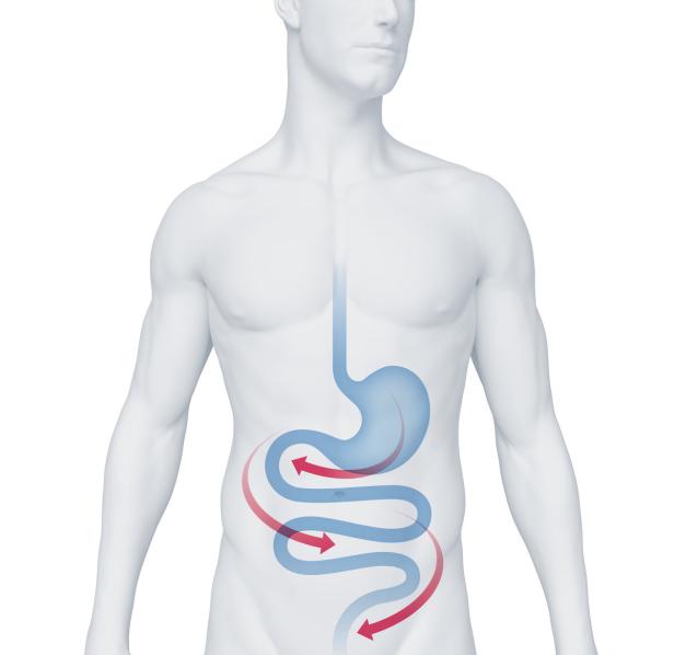 Eine schematische Darstellung des menschlichen Verdauungstrakts mit roten Pfeilen, die die Richtung anzeigen.