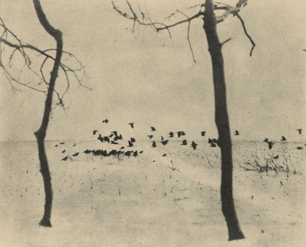 Eine Schar Vögel fliegt über ein schneebedecktes Feld, umrahmt von zwei Bäumen.
