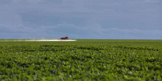 Soja: Österreich will Importe aus Südamerika reduzieren