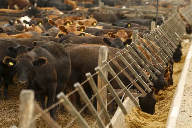 Argentinien: Ein Land verfällt dem Rinder-Wahn
