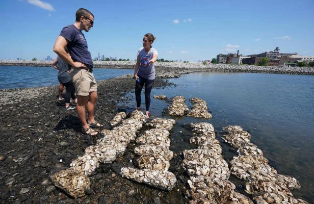 Billion Oyster Project: Warum in New York jetzt Austern wachsen