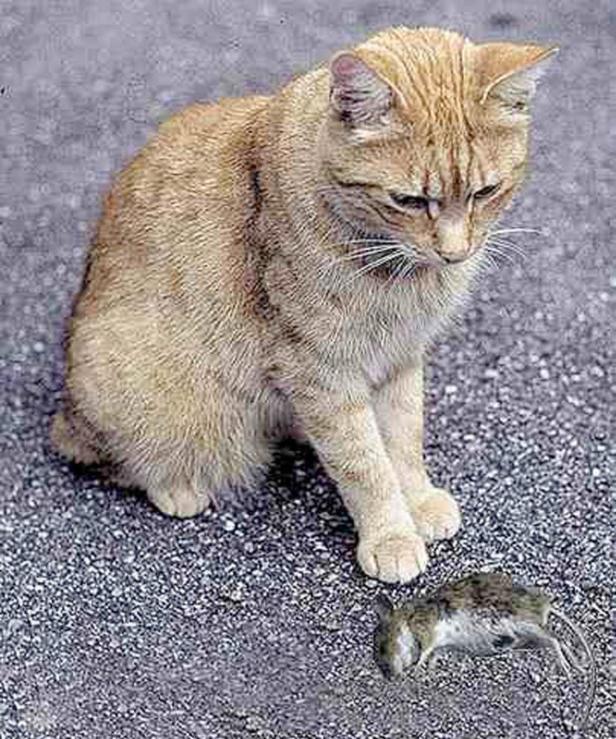 Eine getigerte Katze sitzt vor einer toten Maus auf einem Kiesweg.