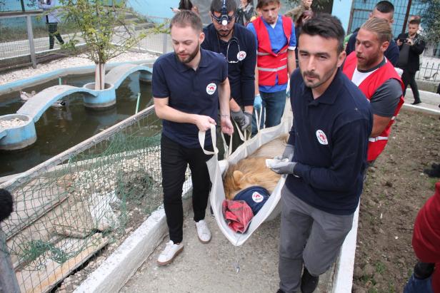 Verwahrloste Wildtiere aus Zoo in Albanien gerettet