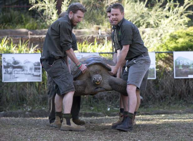 Hugo, a 63-year-old Galapagos Tortoise, is lifted