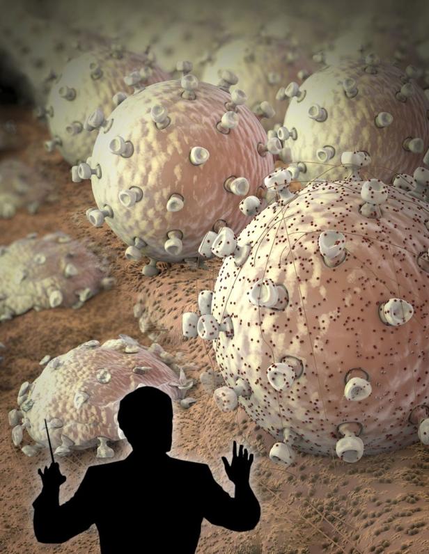 Entdeckung: Baustein des „Glückshormons“ aktiviert Immunzellen