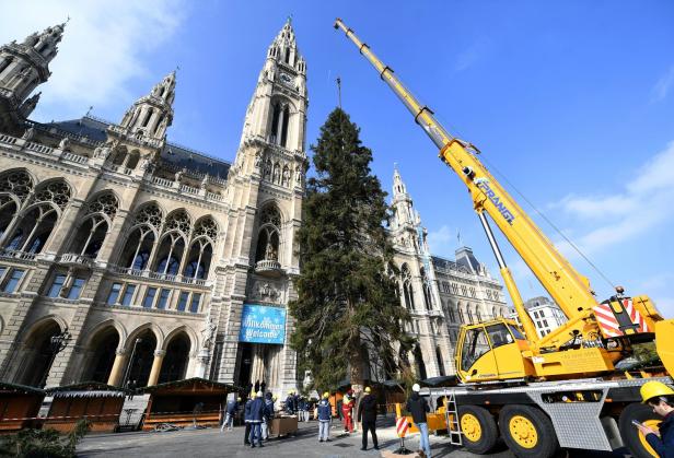 150 Jahre alt: Kärntner Christbaum für den Rathausplatz